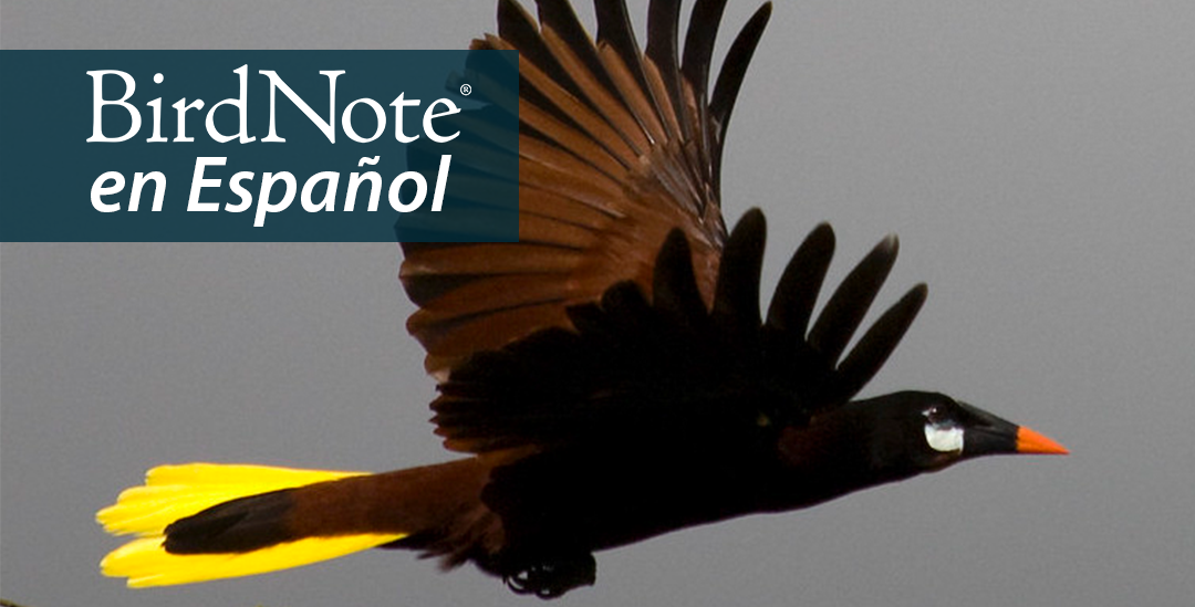 A Montezuma Oropendola flies to the viewer's right. "BirdNote en Español" appears in the upper left corner.