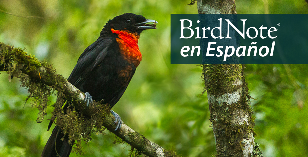 A Red-ruffed Fruitcrow is perched on a branch. "BirdNote en Español" appears in the top right corner.