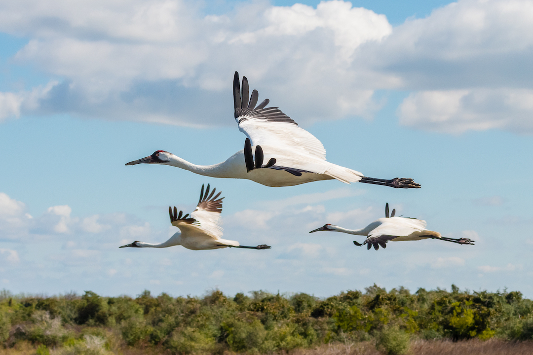Three Sandhill Cranes soar through blue skies with puffy white clouds, over green shrubs