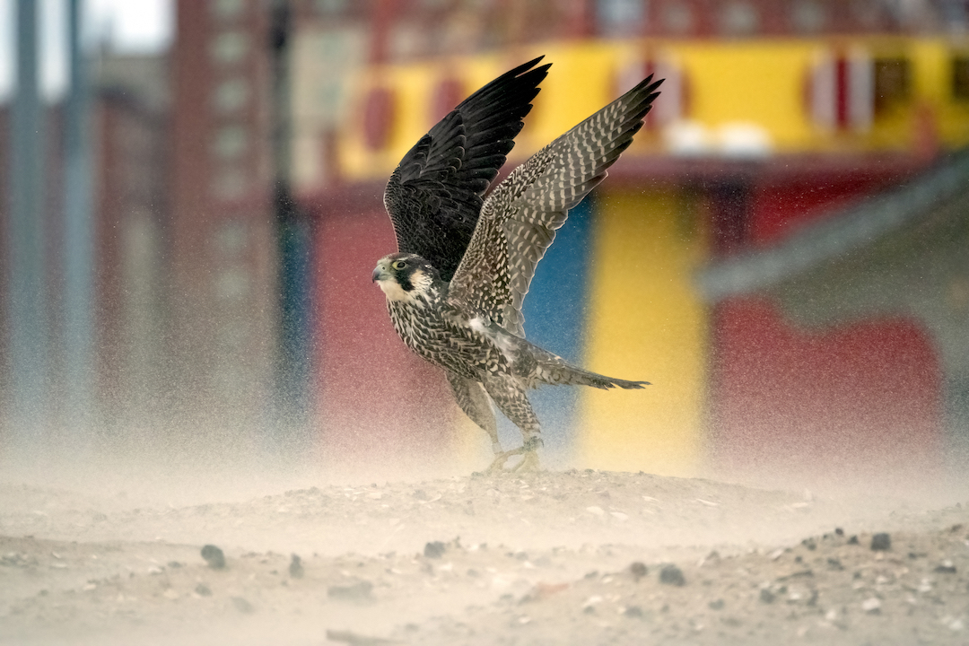 A Peregrine Falcon lifts its wings in pre-flight off of the dusty ground.