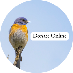 A Western Bluebird with the text "Donate Online"