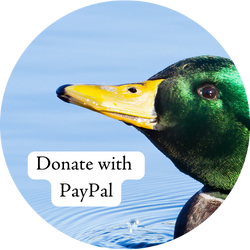 A Mallard up close with the text "Donate with PayPal"