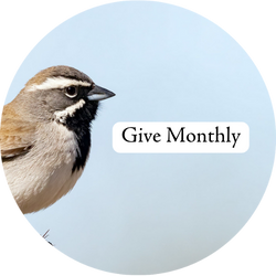 A Black-throated Sparrow with the text "Give Monthly"