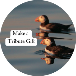 Two puffins swimming in water with the text "Make a Tribute Gift"