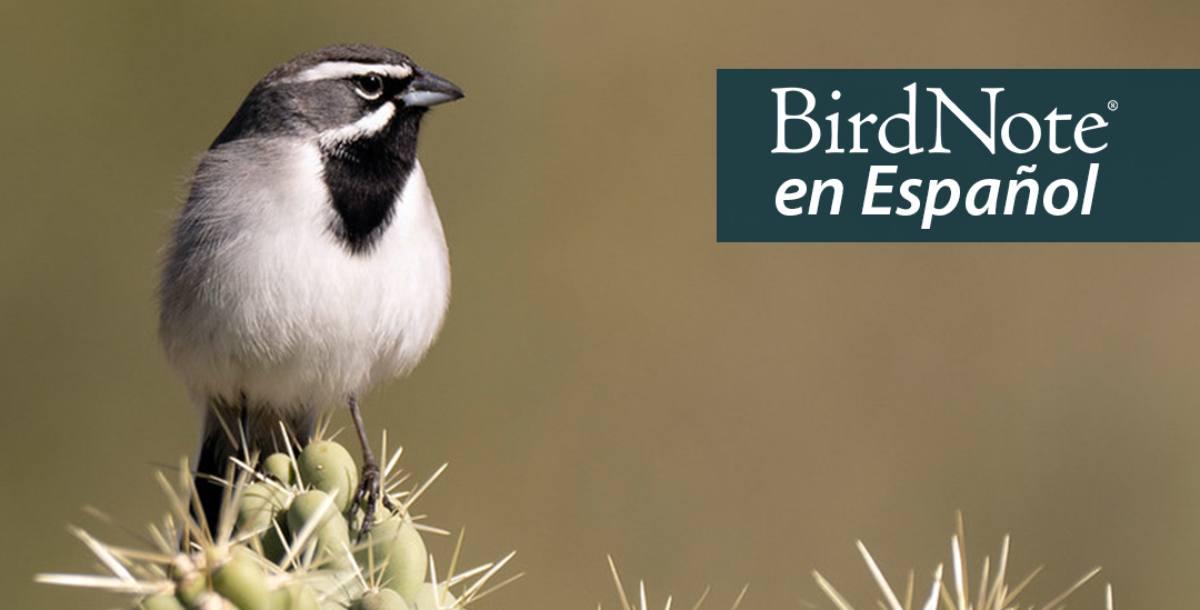 A Black-throated Sparrow is perched on top of cacti. "BirdNote en Español" appears in the top right corner.