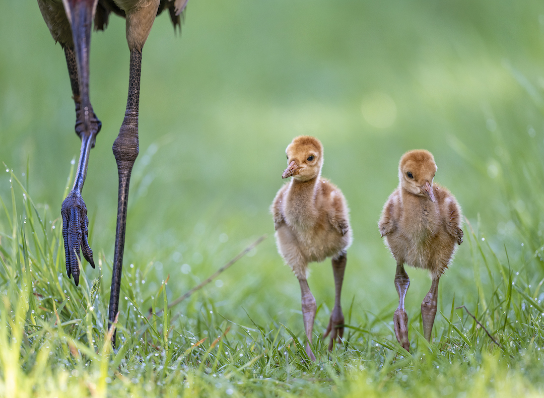 Two Sandhill Crane colts walk side by side, next to the legs of an adult Sandhill Crane, in a grassy field