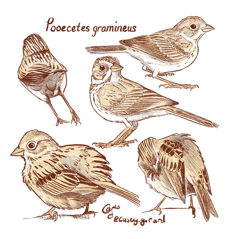 Illustrations of Vesper Sparrows by Casey Girard