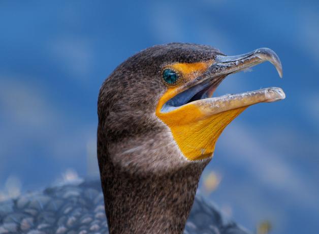 Double-crested Cormorant close up, with its bill slightly opened, before a blue background.
