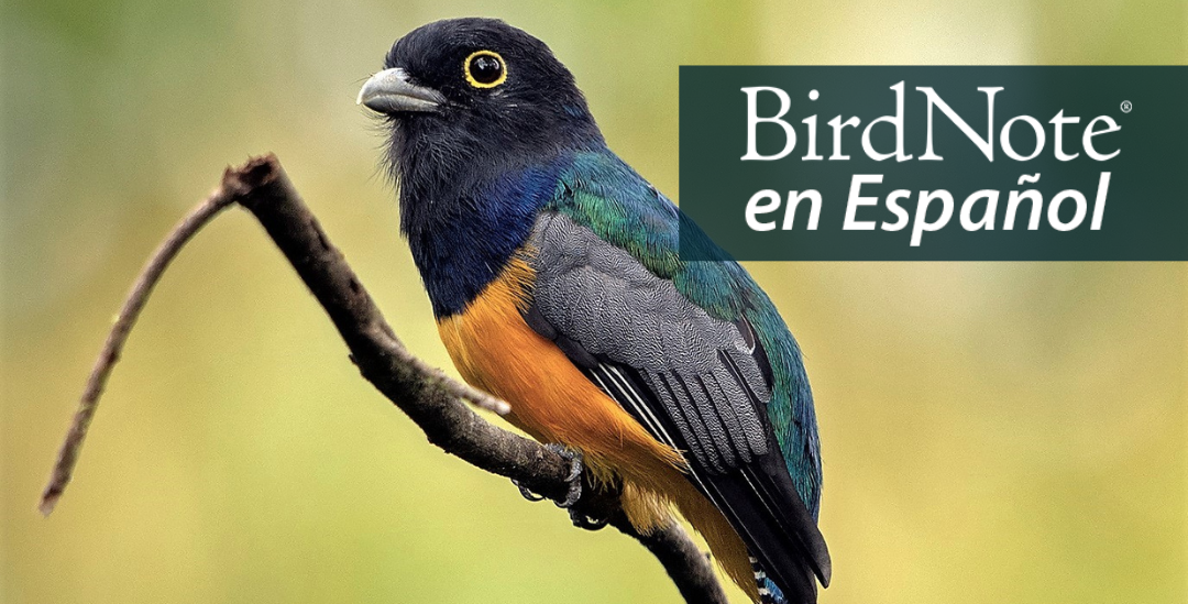 Gartered Trogon perched on branch. "BirdNote en Español" appears in the top right corner.