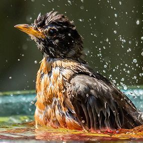 American Robin splashing in a sunlit birdbath