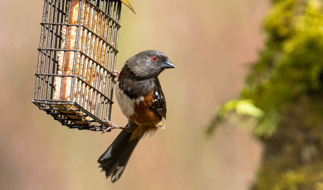 A Spotted Towhee at a birdfeeder