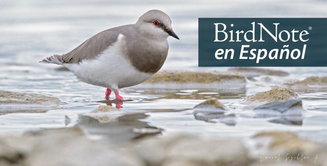 A dapper gray and white shorebird stepping through shallow water. The bird has a short sharp black bill, red eye, and pink legs. "BirdNote en Español" appears in the top right corner
