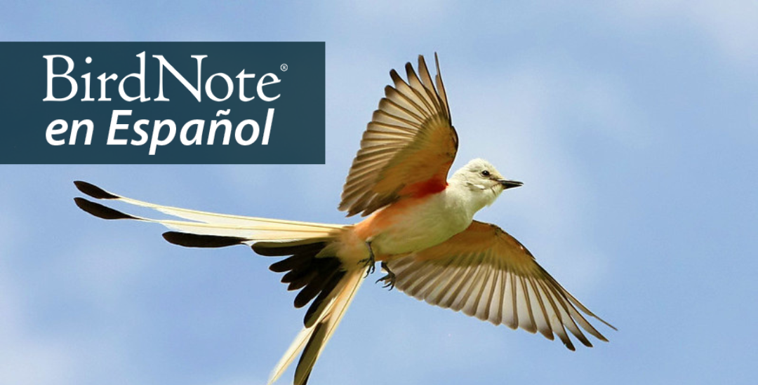 Scissor-tailed Flycatcher in flight against a partly cloudy sky, the bird's tail showing the classic split, its pale wings showing red on the underside where it meets the body. "BirdNote en Español" appears in the top left corner