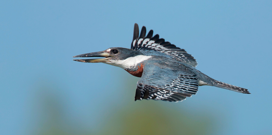 A Ringed Kingfisher flies with its wings outstretched and its beak slightly open