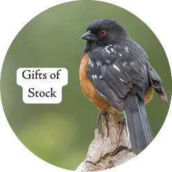 Spotted Towhee with the text "Gifts of Stock"