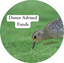 Pacific Golden Plover with the text "Donor Advised Funds"