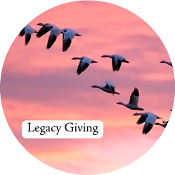 Snow Geese flying with the text "Legacy Giving"