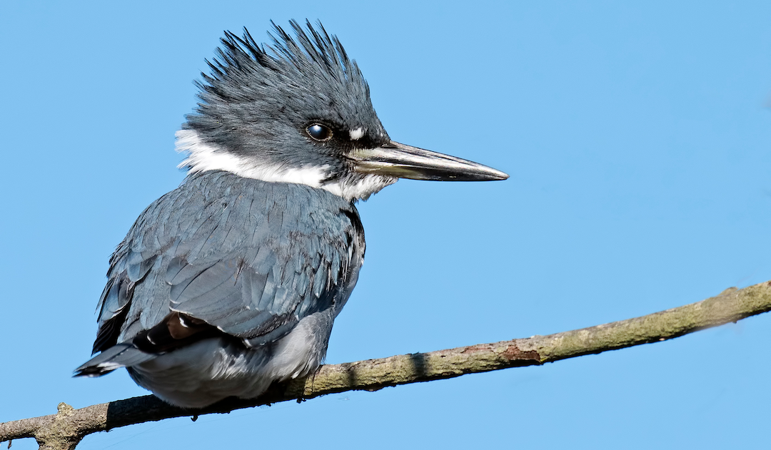 A Belted Kingfisher perched on a branch before blue skies.