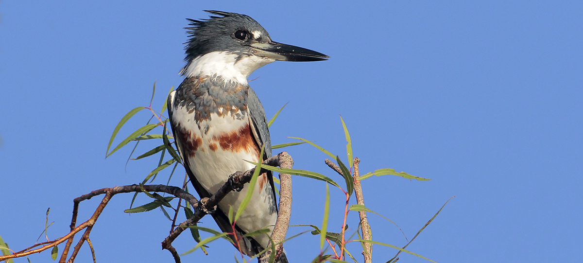 A Belted Kingfisher among small leaves, looking to the viewer's right.