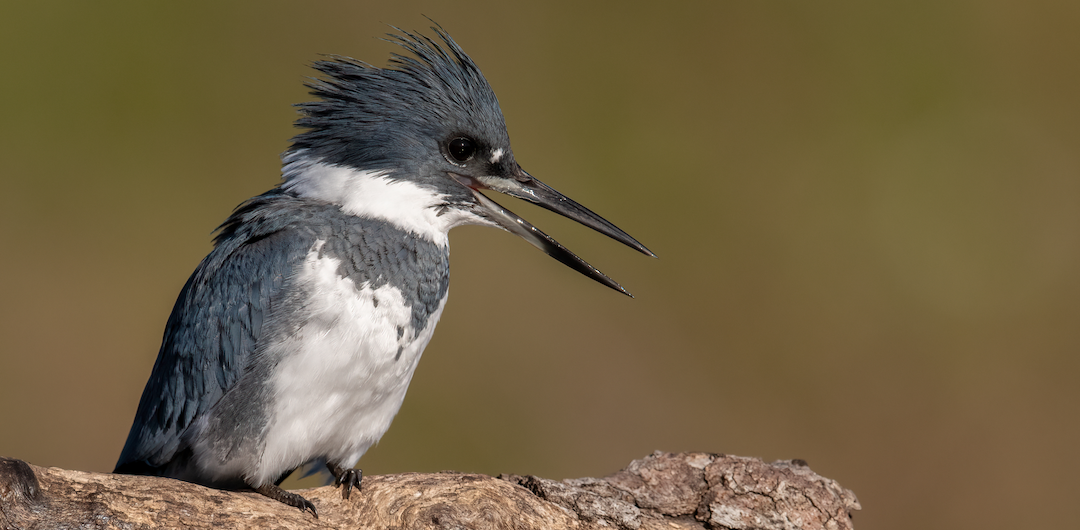 A Belted Kingfisher with its beak open before a green-brown background