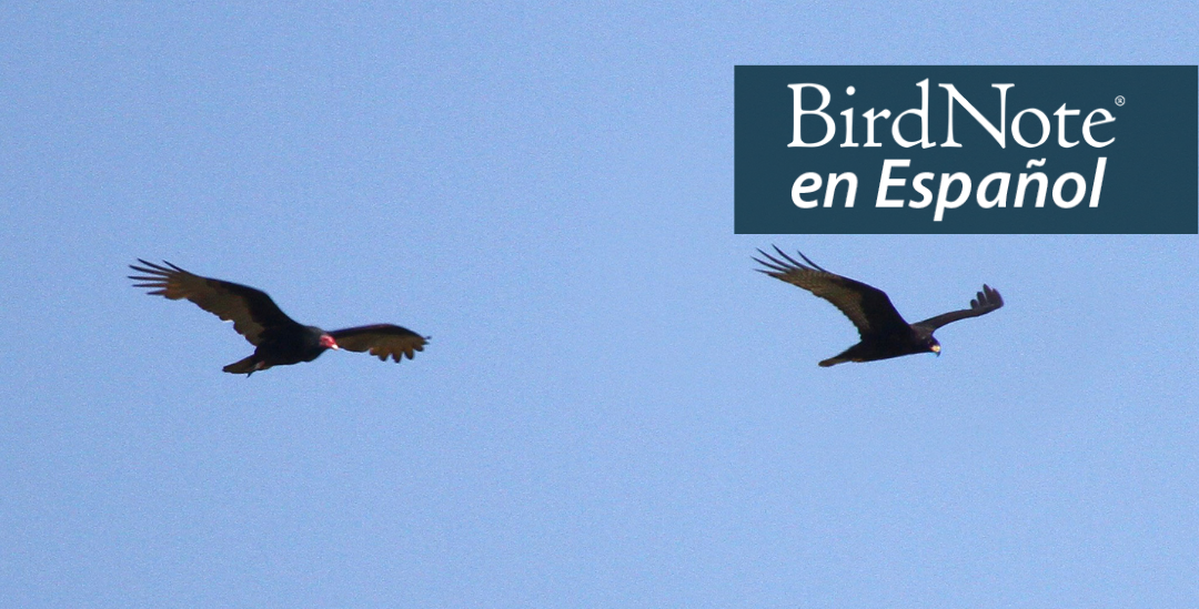 Turkey Vulture and Zone-tailed Hawk. "BirdNote en Español" appears in the top right corner.
