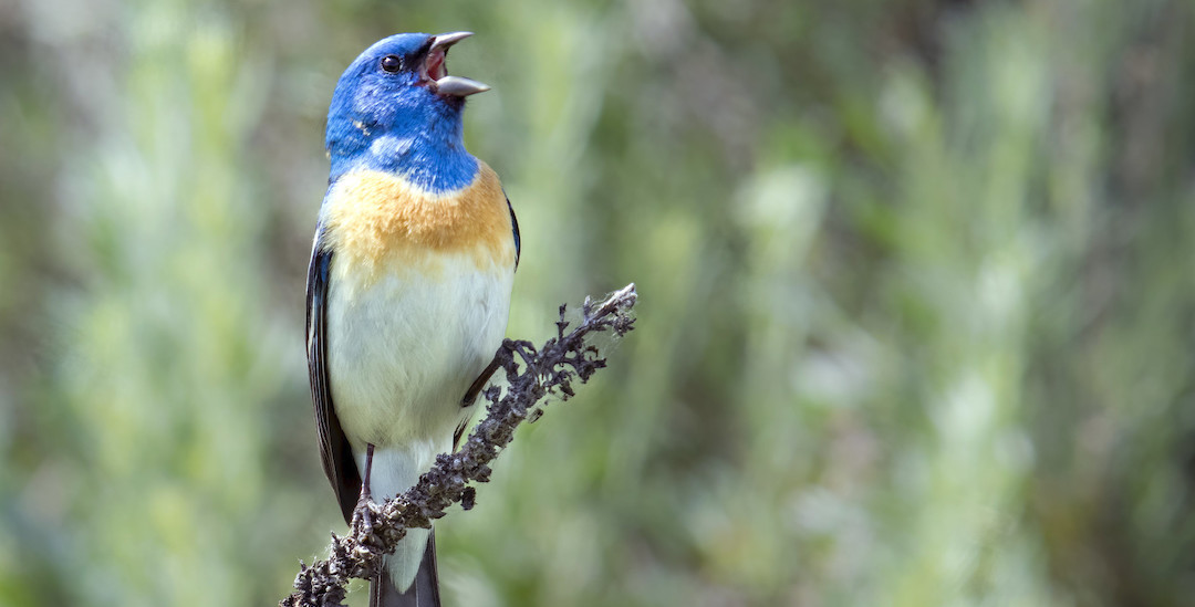 A Lazuli Bunting sings from a tree branch
