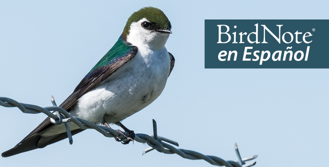Violet-green Swallow perched on a wire. "BirdNote en Español" appears in the top right corner