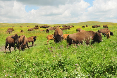 Bison grazing on grasslands