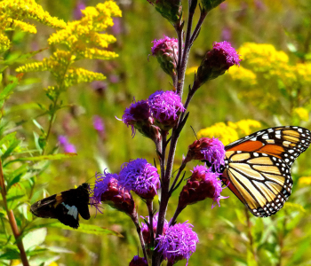 Moth and Monarch butterfly on blazing star and goldenrod