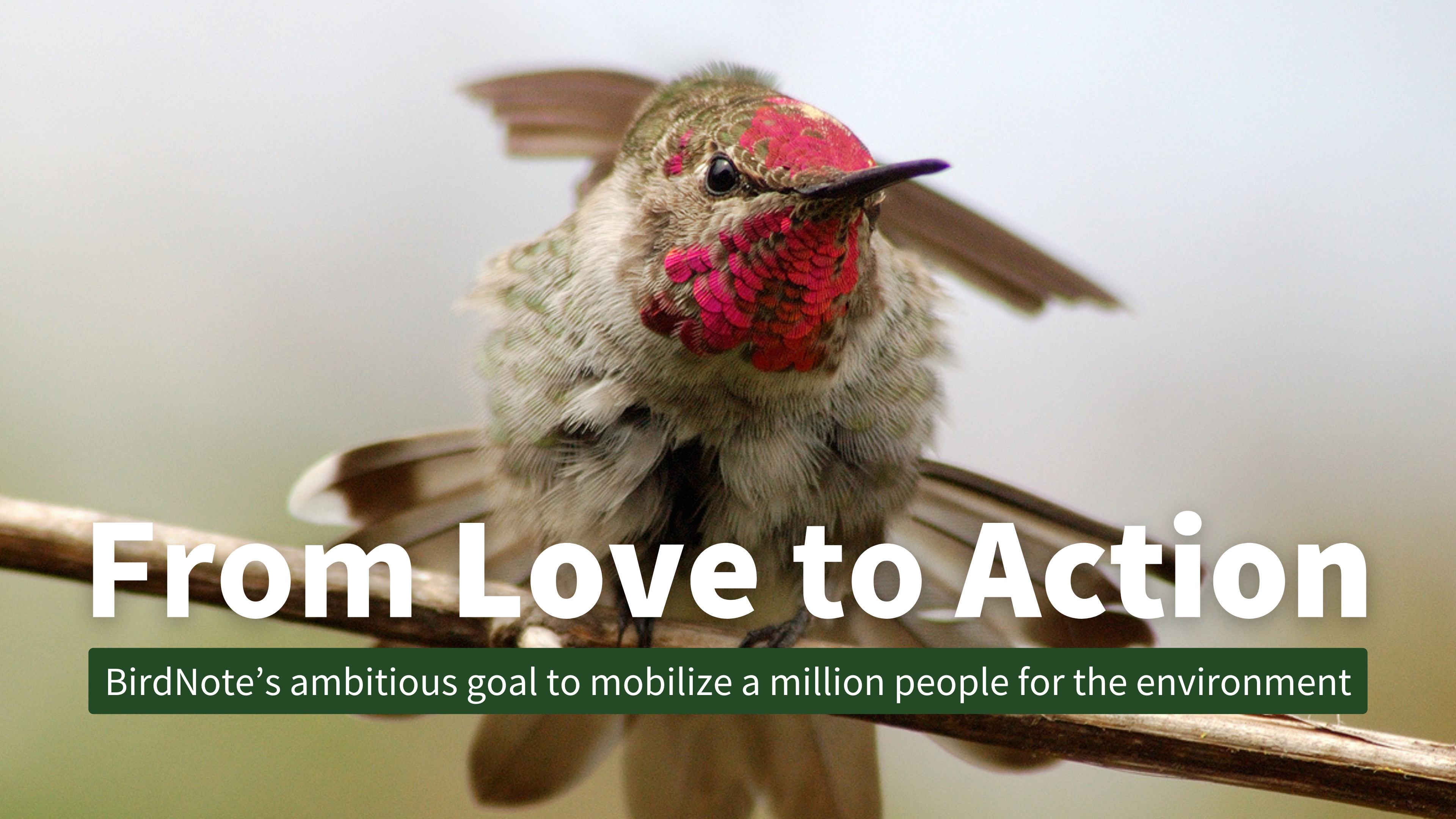 Anna's Hummingbird
