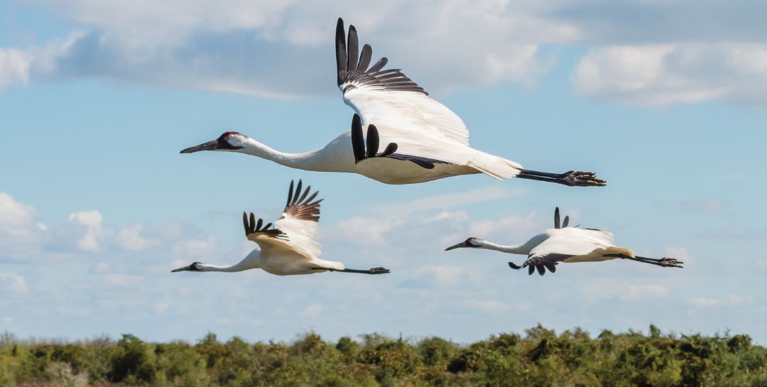 Whooping Cranes in Flight by Heather Roskelley
