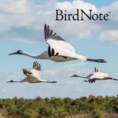 Whooping Cranes in Flight © Heather Roskelley