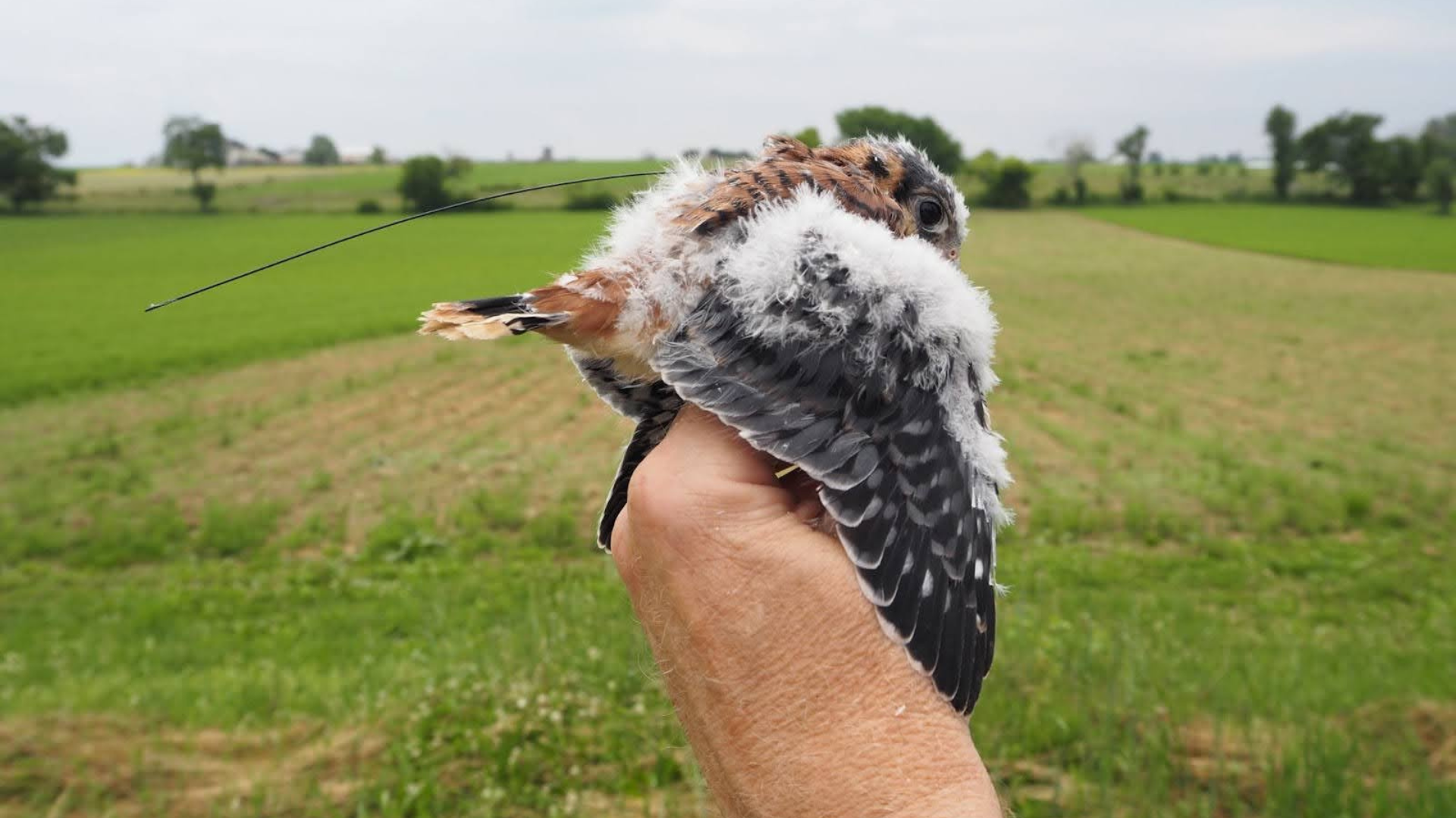 Anthony Gehman American Kestrel