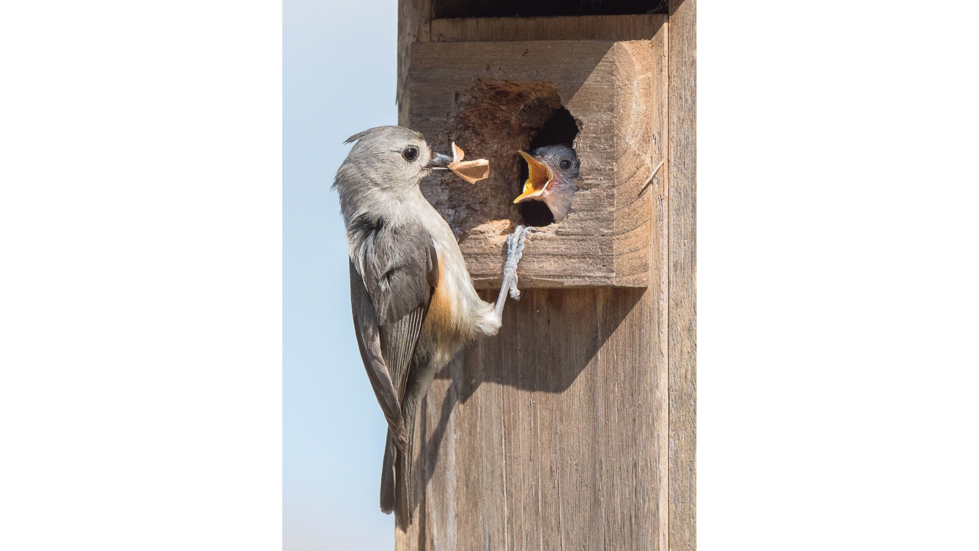 Georgia Wilson Tufted Titmice