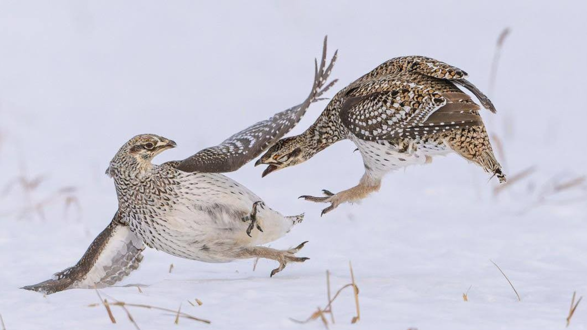 Janet Lewis Sage Grouse