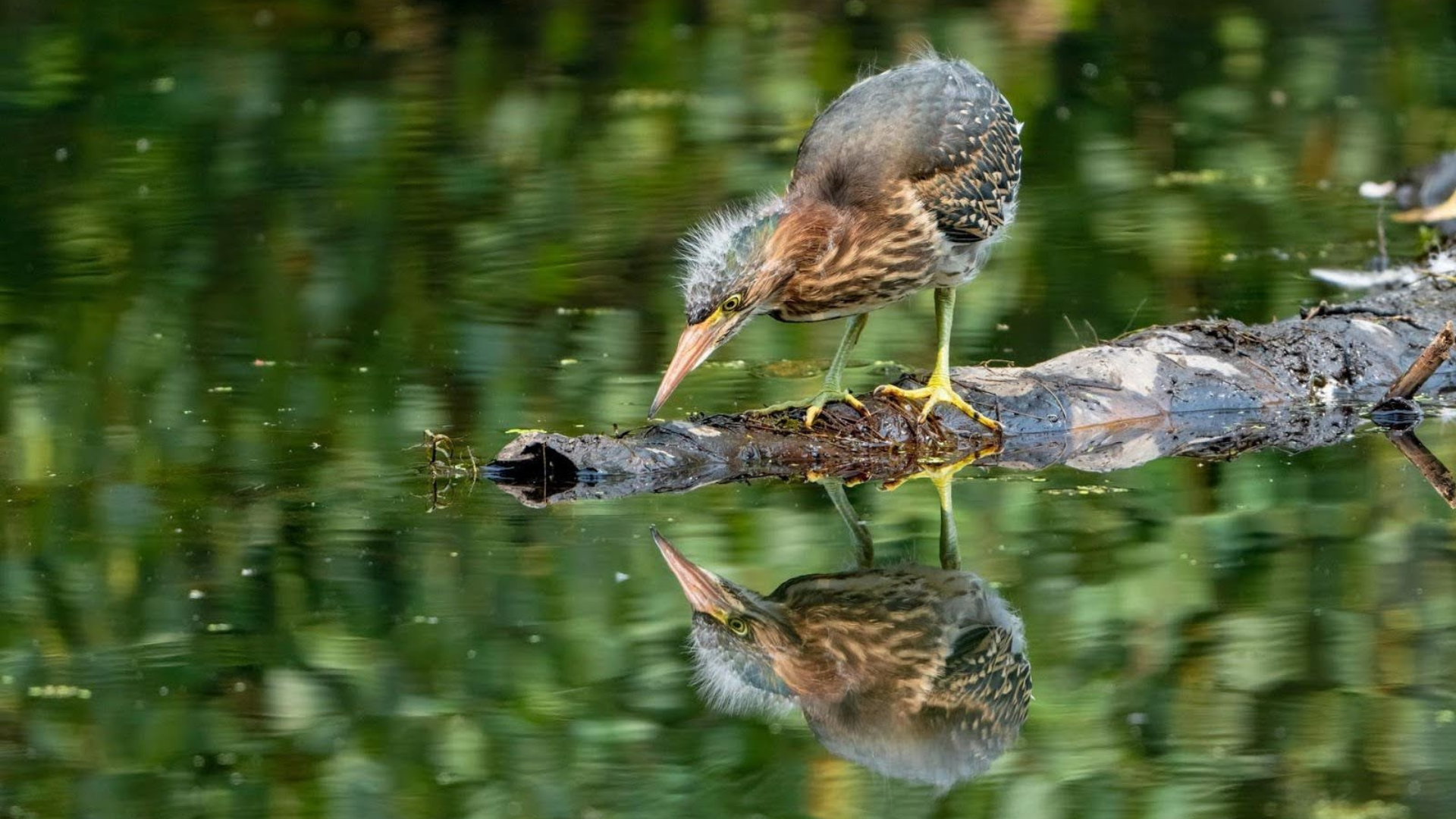 Soo Baus Green Heron