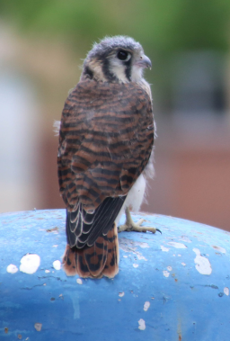 American Kestrel
