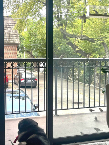 Patio view of birds with dog in foreground