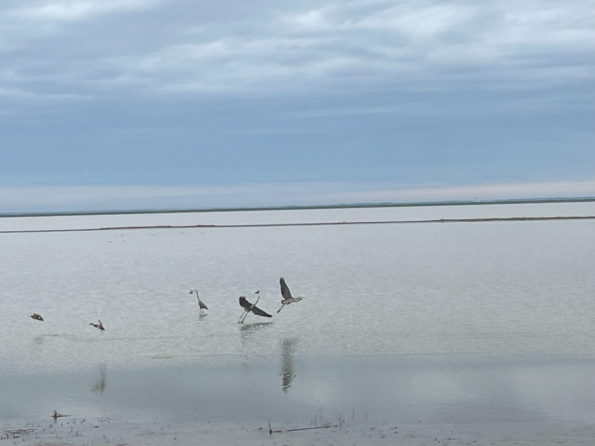 Cheyenne Bottoms