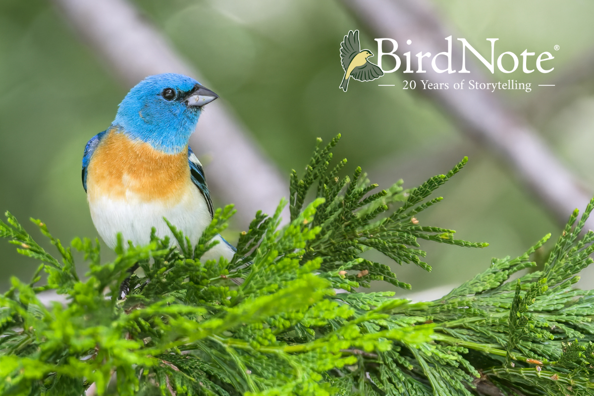 Lazuli Bunting