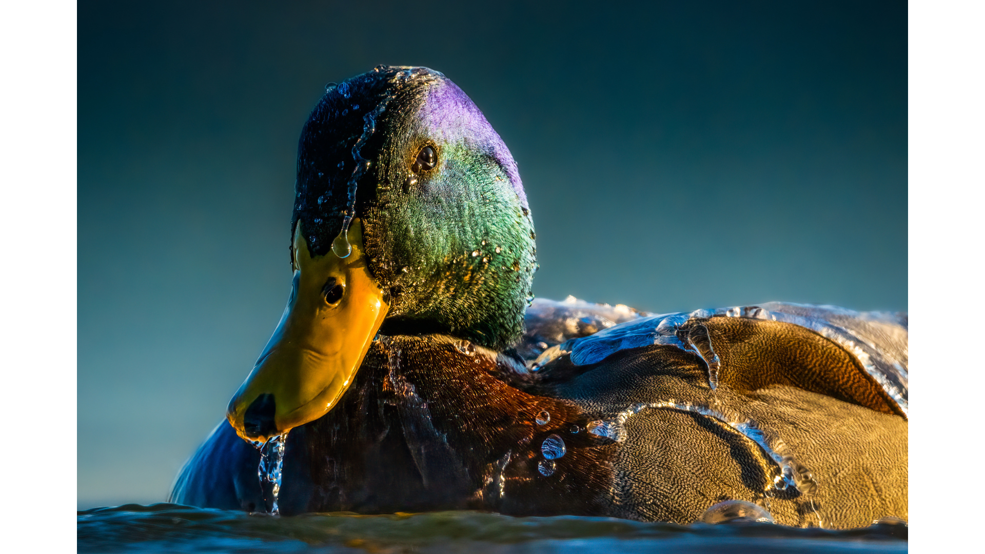 Christopher Baker - Mallard Duck