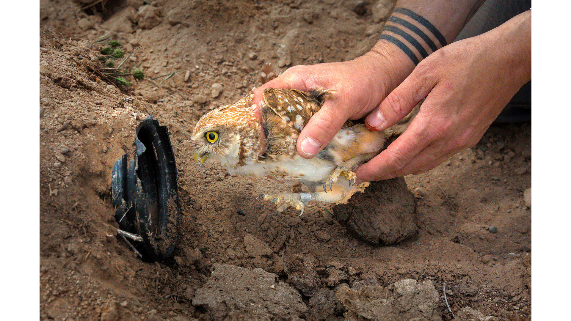 Jim Shane - Burrowing Owl