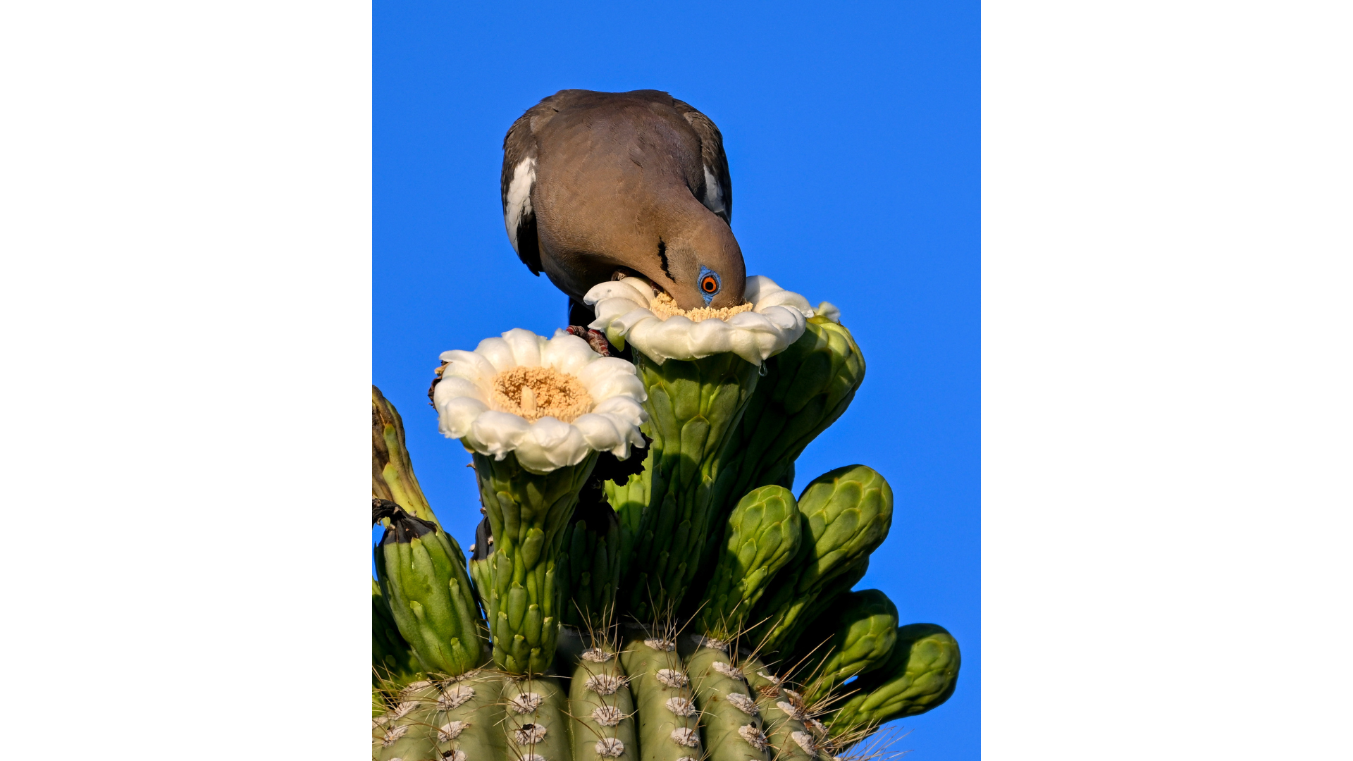 Mike Henry - White-winged Dove