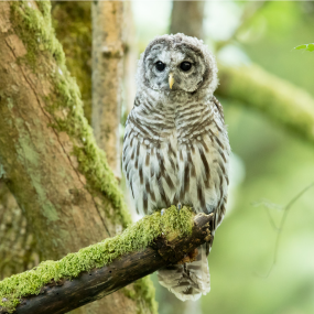Barred Owl