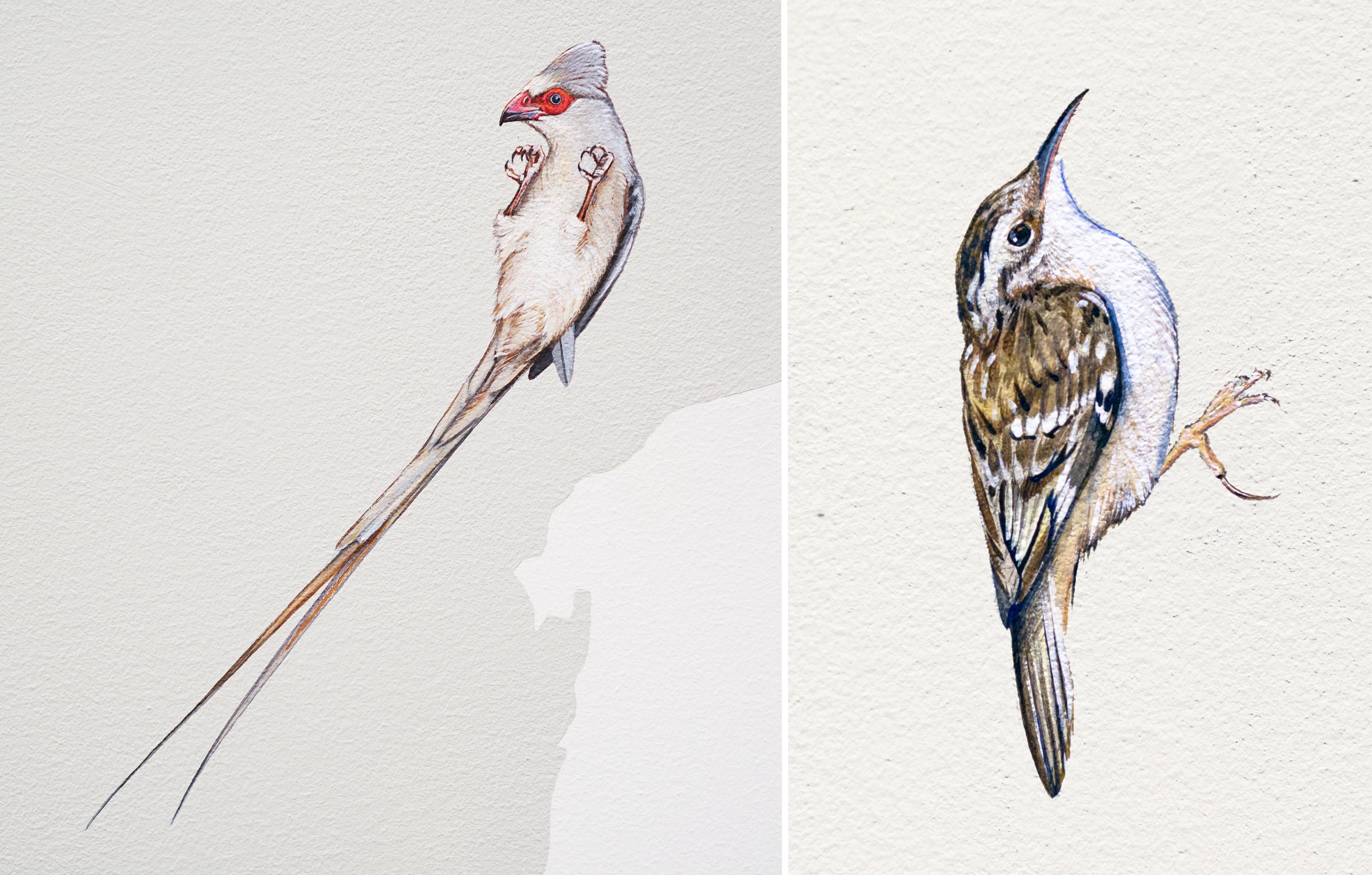 Red-faced Mousebird and Brown Creeper