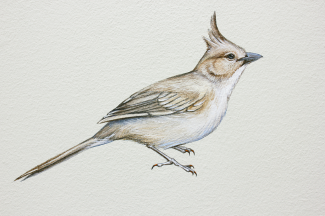 Chiming Wedgebill
