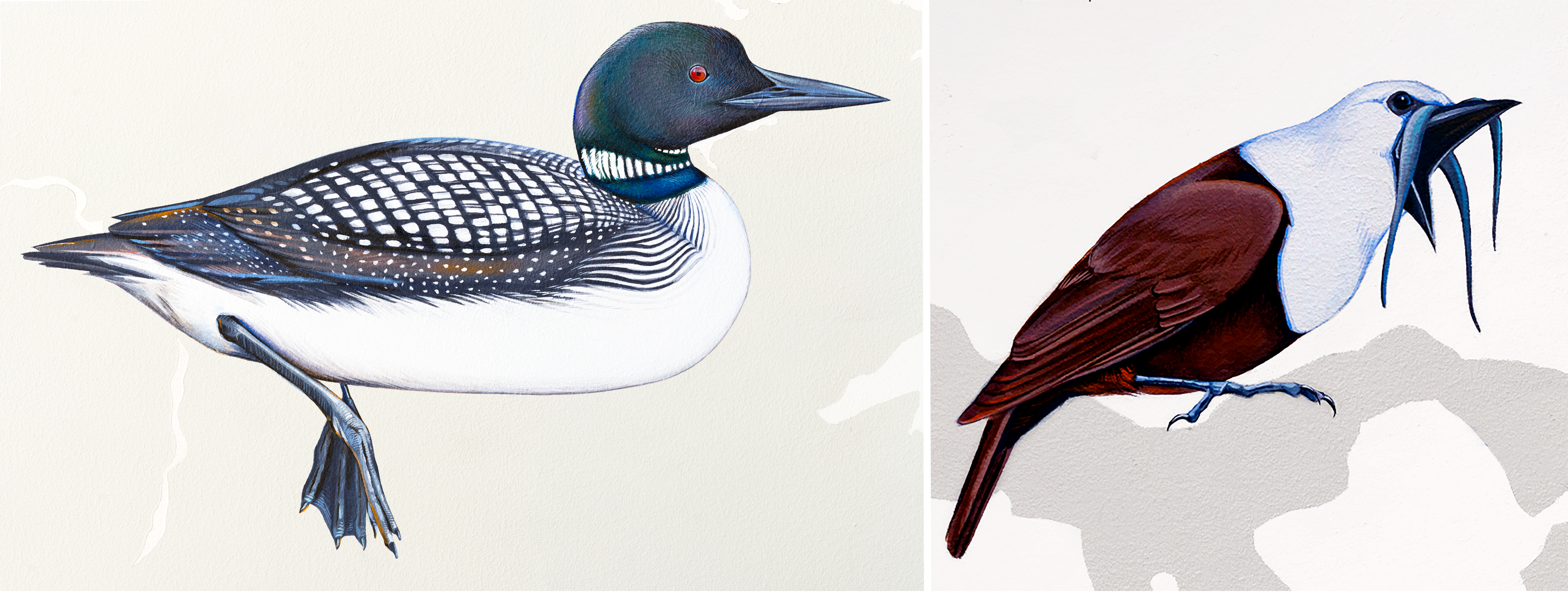 Common Loon - Three-wattled Bellbird