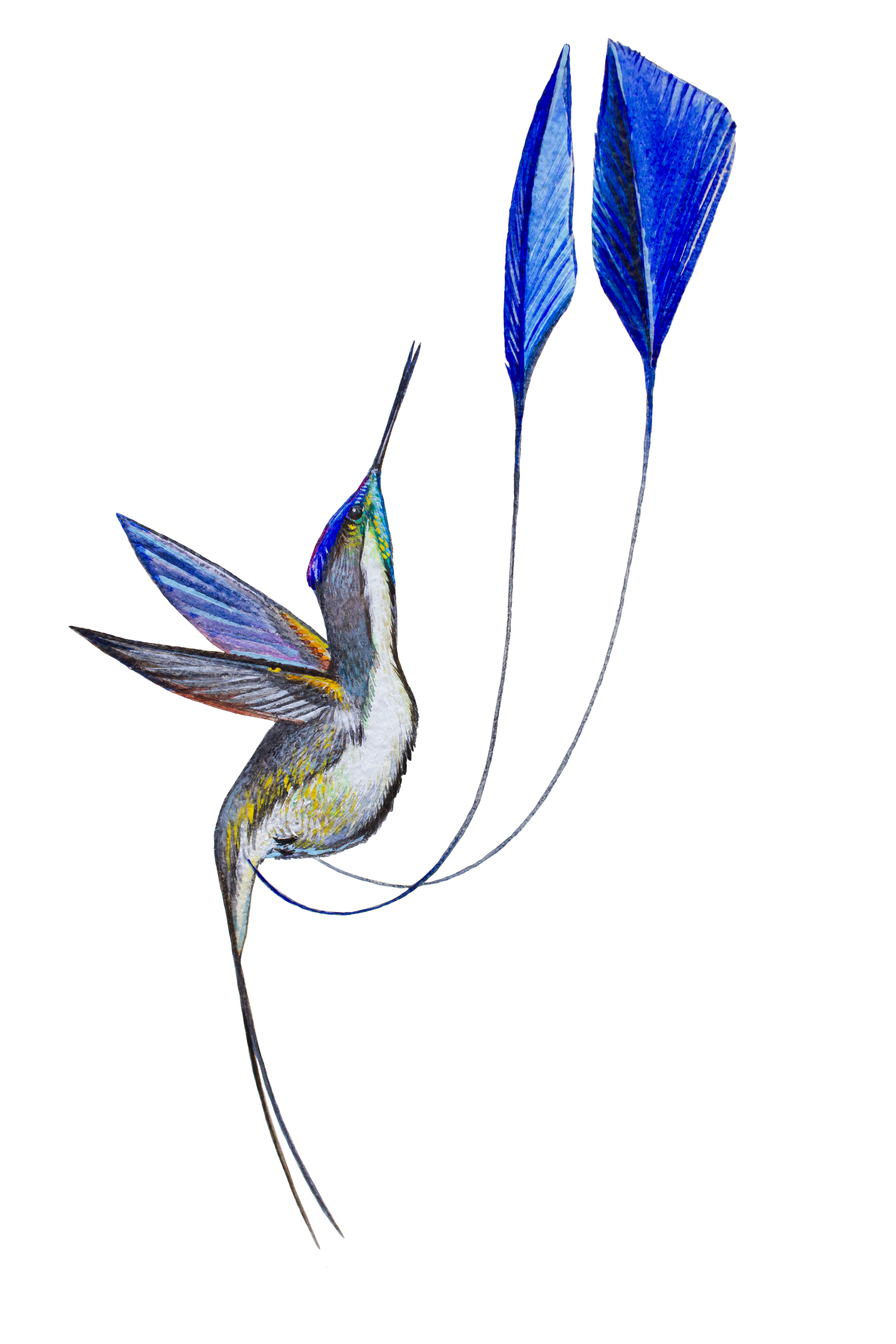 Marvelous Spatuletail