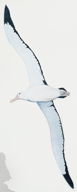 Wandering Albatross