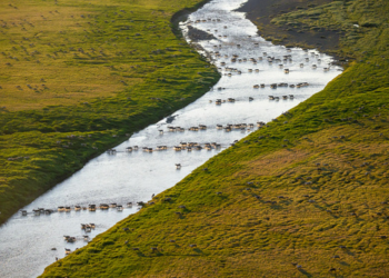 Western Arctic